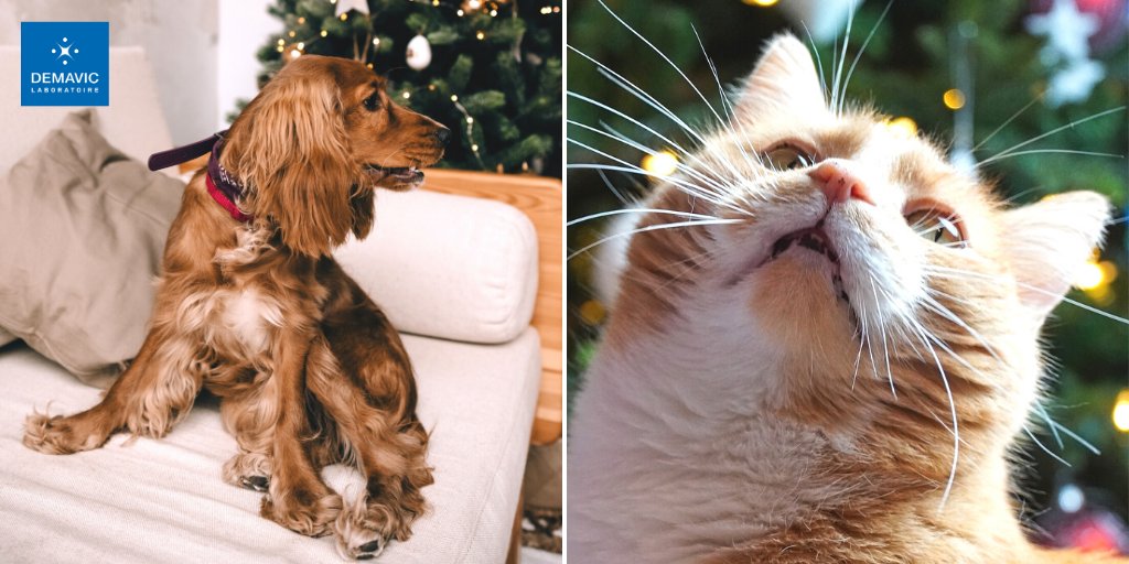 DEMAVICLab's tweet photo. OSIS et LANA vous souhaitent d'excellentes fêtes de fin d'année de la part de toute l'équipe DEMAVIC🎄🎉

#Noel #Christmas #JoyeuxNoel #fetesdefindannee #cadeaux #sapinnoel2020 #chat #chien #croquettes #litières #animauxdecompagnie #cat #dog https://t.co/SOcdCyS0OY