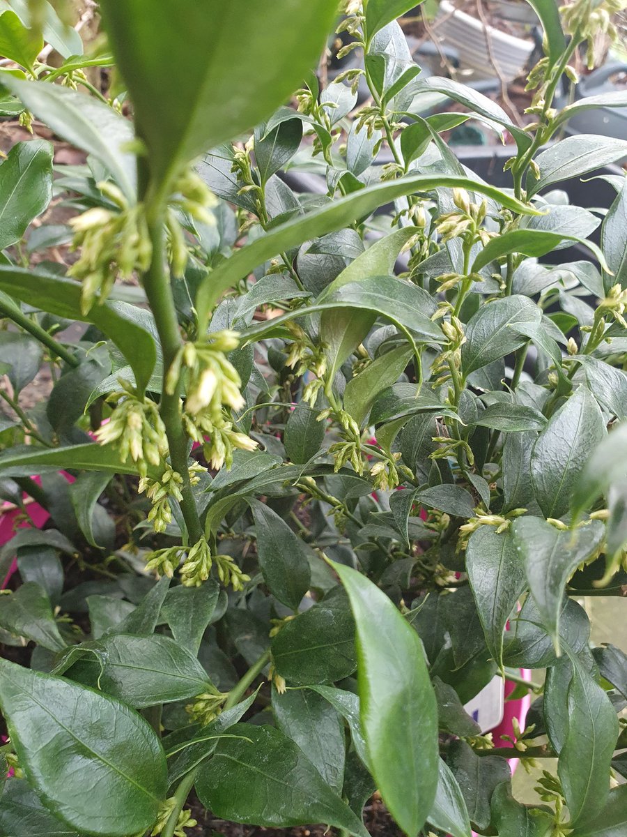 MenziesMo's tweet photo. Outdoor and indoor plants. Happiness. #planthappy #serenegreen #gardening #lovenature https://t.co/DiOuSly5yZ