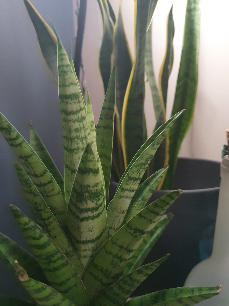 MenziesMo's tweet photo. Outdoor and indoor plants. Happiness. #planthappy #serenegreen #gardening #lovenature https://t.co/DiOuSly5yZ