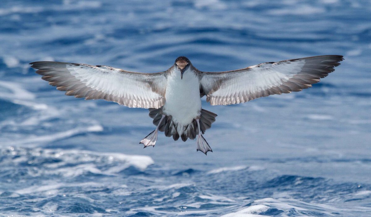 MaltaSeabirds's tweet image. 📢We're hiring again! We've just announced another job vacancy with our new #LIFEPanPuffinus! project, for the post of Marine Data &amp;amp; Policy Officer. Check out the job description here: bit.ly/3mEdzU8. More details at birdlifemalta.org/us/jobs. 🗓️ Apply by 10 January 2021.