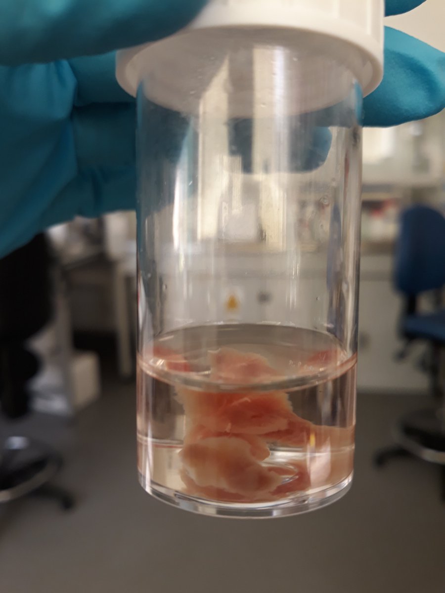 So first we collect our samples, I typically work with pig and rat hearts. Upon collection I fix the tissue in small chunks and freeze it. This way we can preserve it from decay.