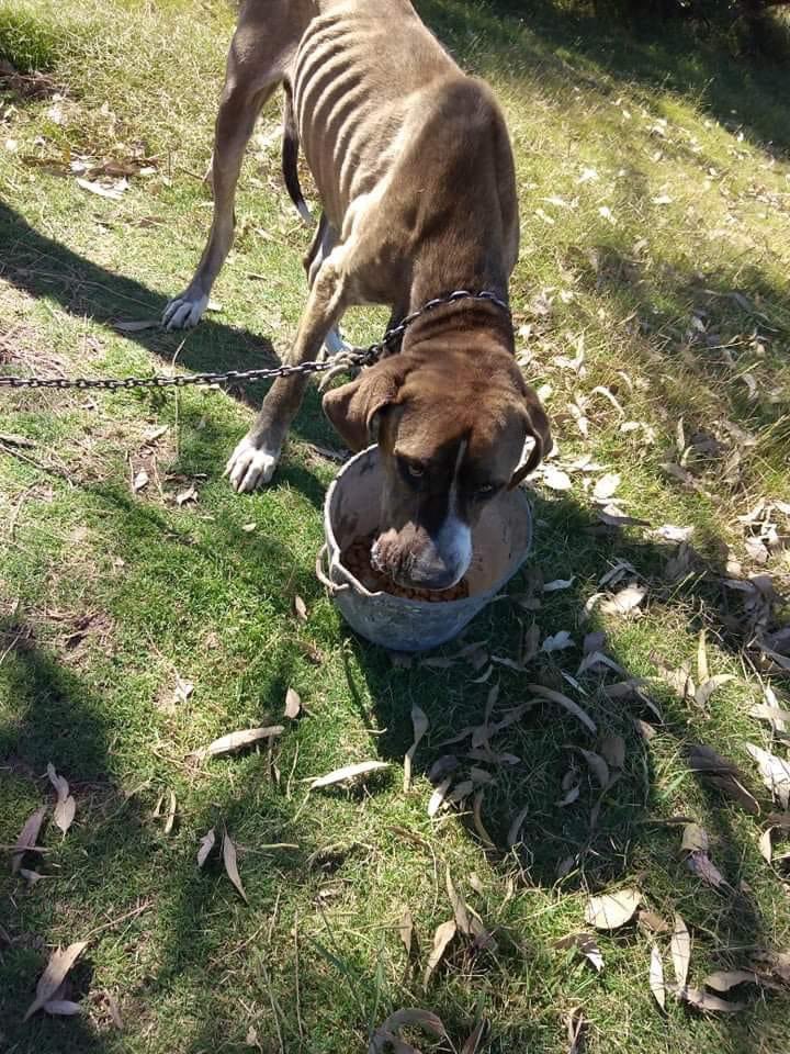 Atado, sin cucha y alimento . Es buenísimo! La idea es sacarlo de su calvario. Ya tiene traslado, sólo se necesita transitorio para sacarlo , solo compartir por interno. Si alguien puede transitarlo, al 099768694.