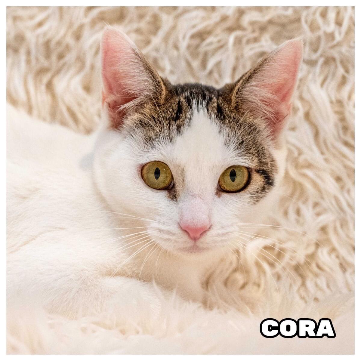 AdoptRescueCats's tweet photo. #ADOPTED!! We’re sending out hearty “Concatulations” and wishing a very happy life together to:

Cora &amp; adopter Gail
Bijou &amp; adopter Ian
Adeline &amp; adopter Mary Ann
Titus &amp; adopter Jeremy

More happy adoption news coming soon!
#HappyTails #CatsofMCA ##cats https://t.co/6oP2Z1NxFU