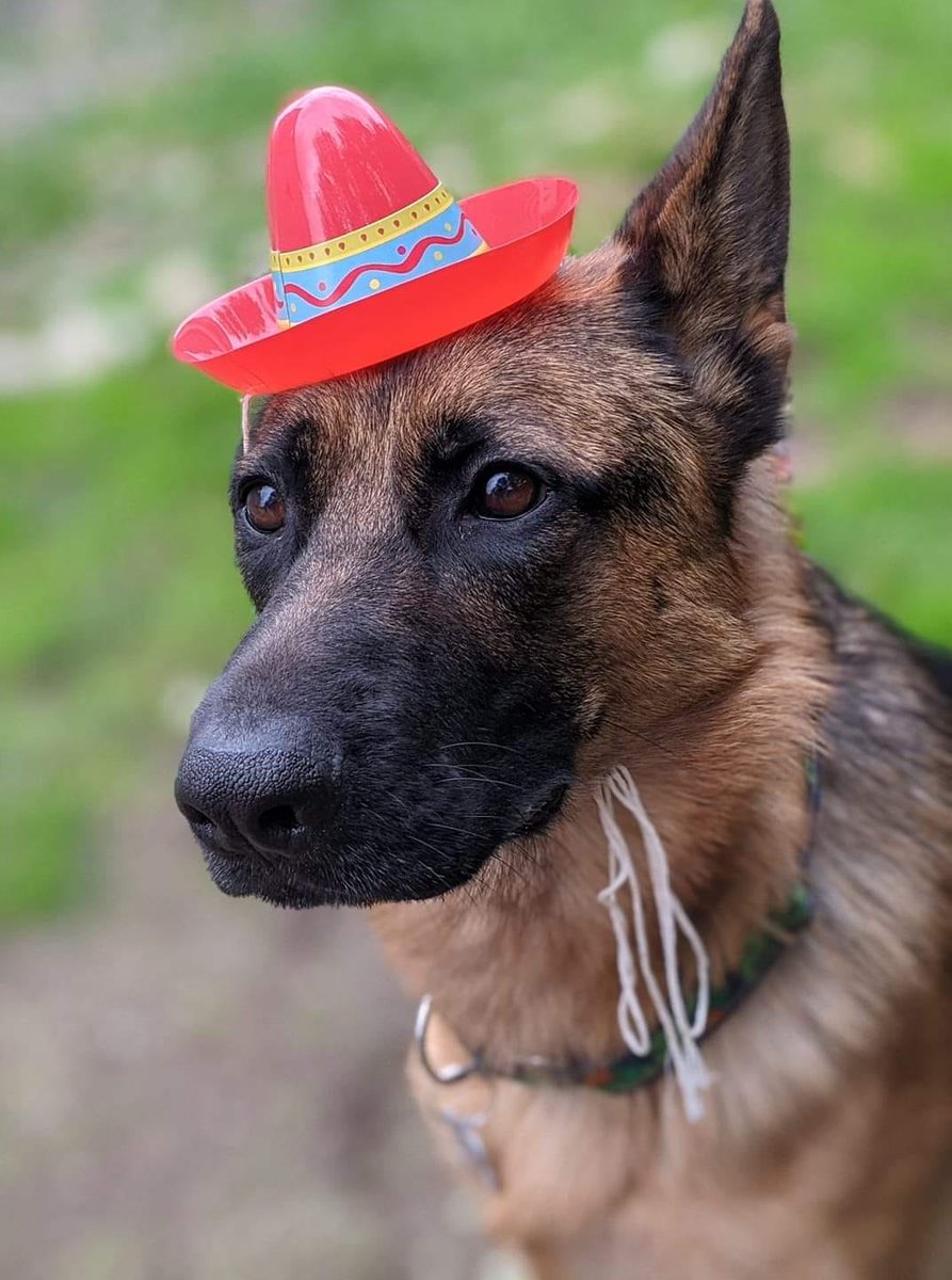 Cola rocking a sweet hat. Elsa with the hazel eyes . Zucchini helping their human vote! And Mae doing her best cat impression.