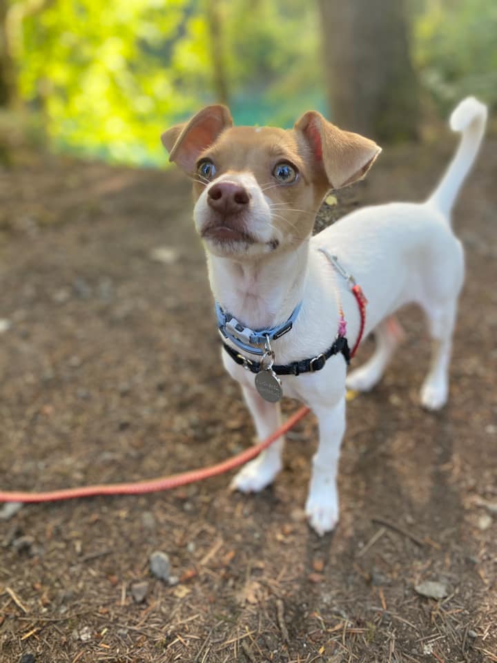 Cola rocking a sweet hat. Elsa with the hazel eyes . Zucchini helping their human vote! And Mae doing her best cat impression.
