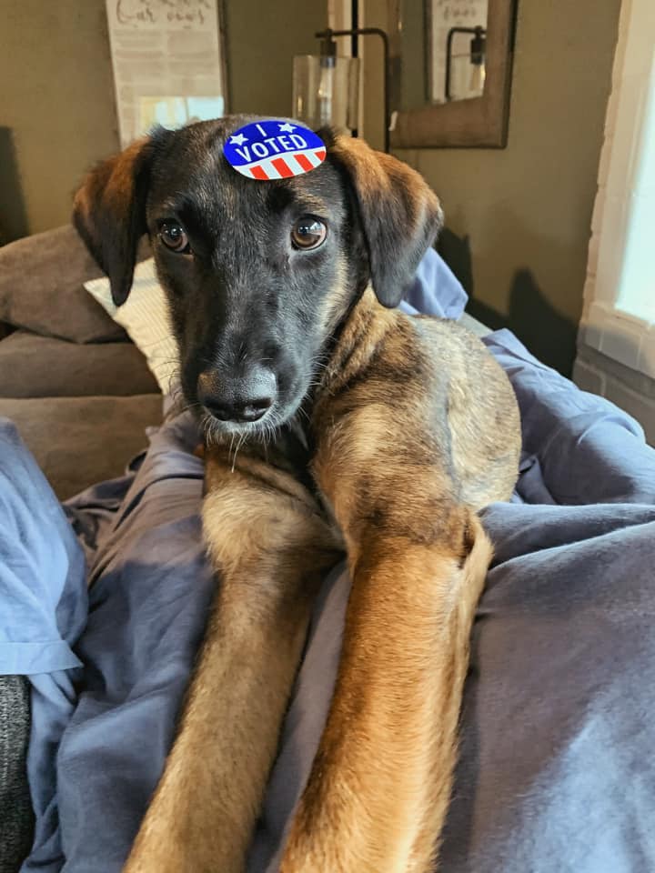Cola rocking a sweet hat. Elsa with the hazel eyes . Zucchini helping their human vote! And Mae doing her best cat impression.