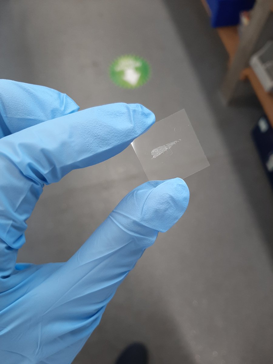 Once a nice section has been taken, it’s time to tag the proteins of interest. In a 2-3 day process, tissue is incubated with primary and secondary antibodies to label the proteins we are interested in imaging.