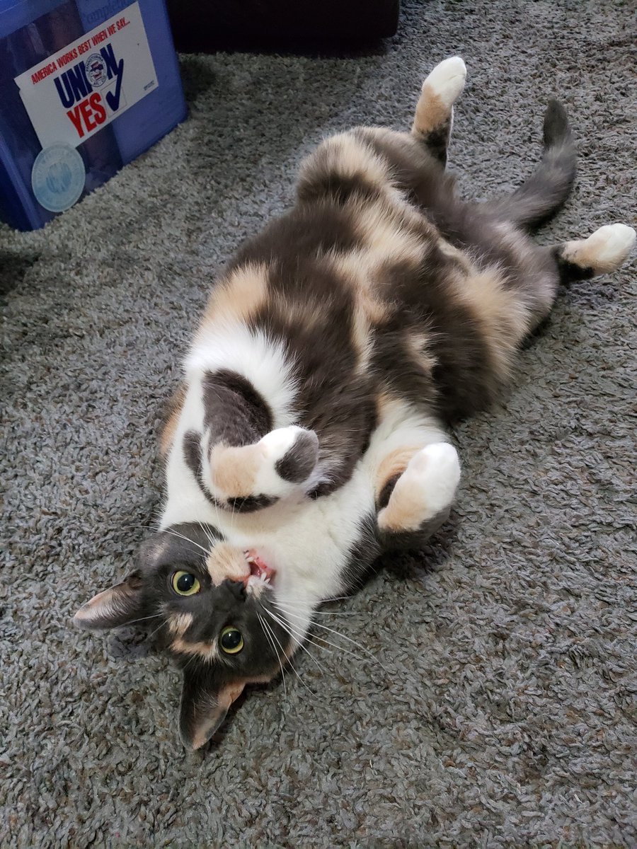 OoglieBean's tweet photo. #ViBean is in shock we reached over 1,000 friends! Thank you to everyone who gave us this lovely purrrresent!
#cats #cute #CatsOfTwitter #Calico https://t.co/A9a8MxUxv2