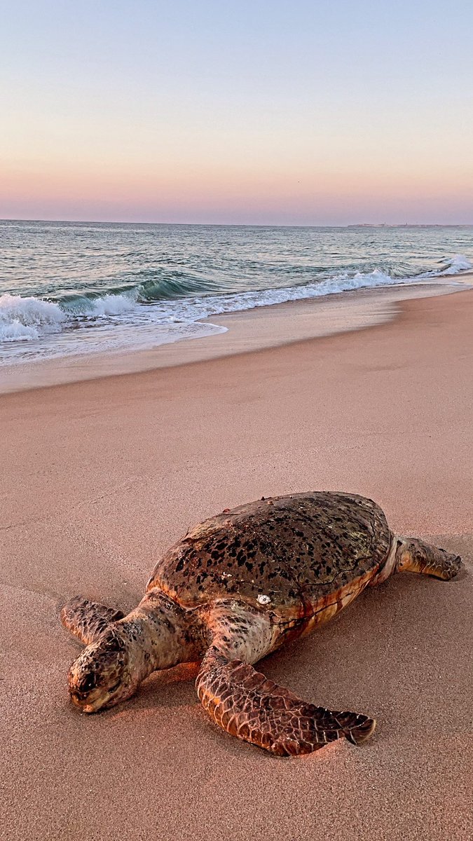 AHakmani's tweet photo. #rasalhaad #turtles #dead #sunrise https://t.co/9Ci9F8ChHQ