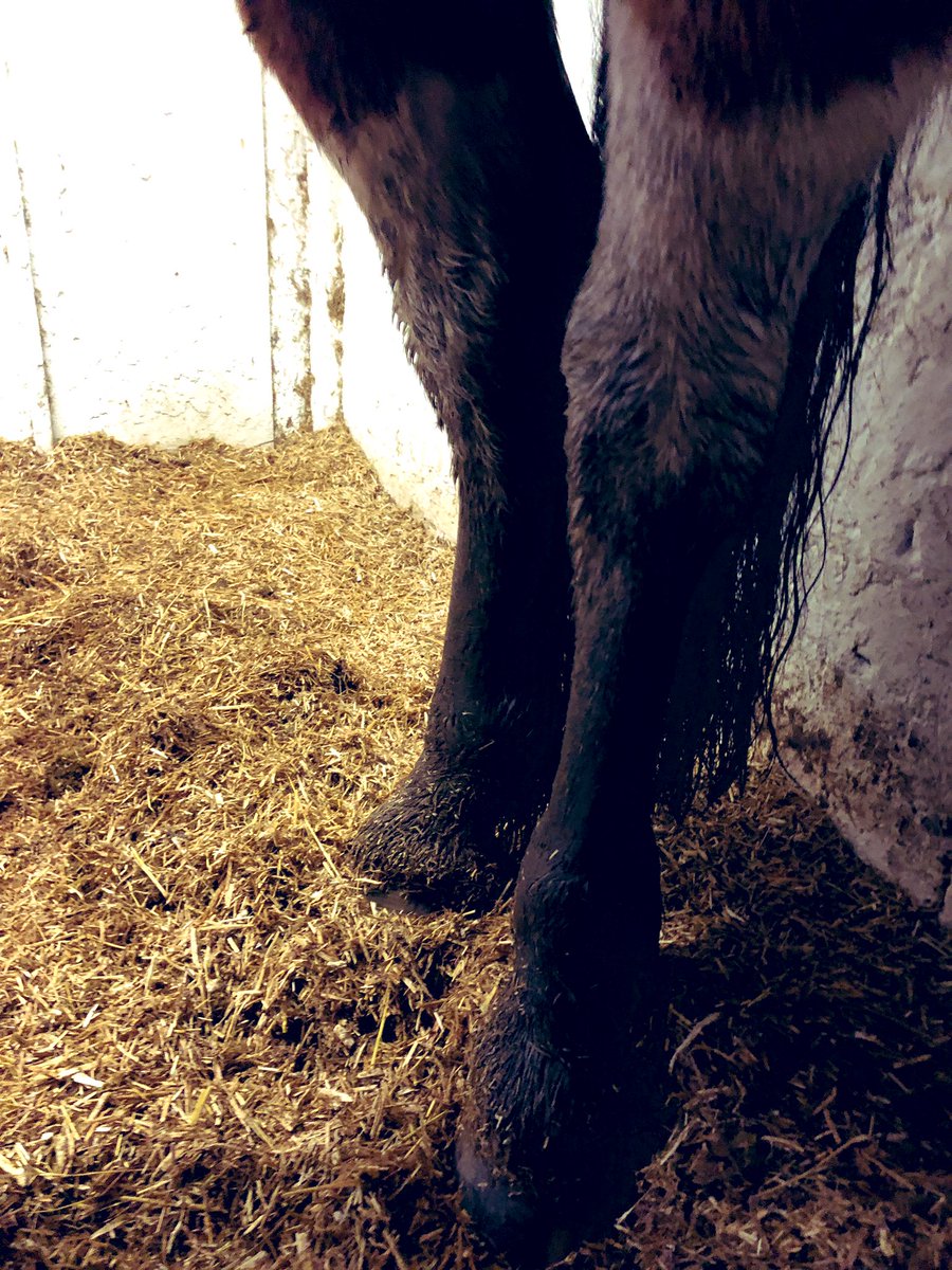 jaycaitch's tweet photo. Ugh. The plus of working from home for me is a lunch time trip to the yard. But not today. Today I was met by a mud monster. And now I am working covered in a lot of that mud. Thank goodness it’s quiet and no video calls this afternoon. https://t.co/iDRac2yxYF