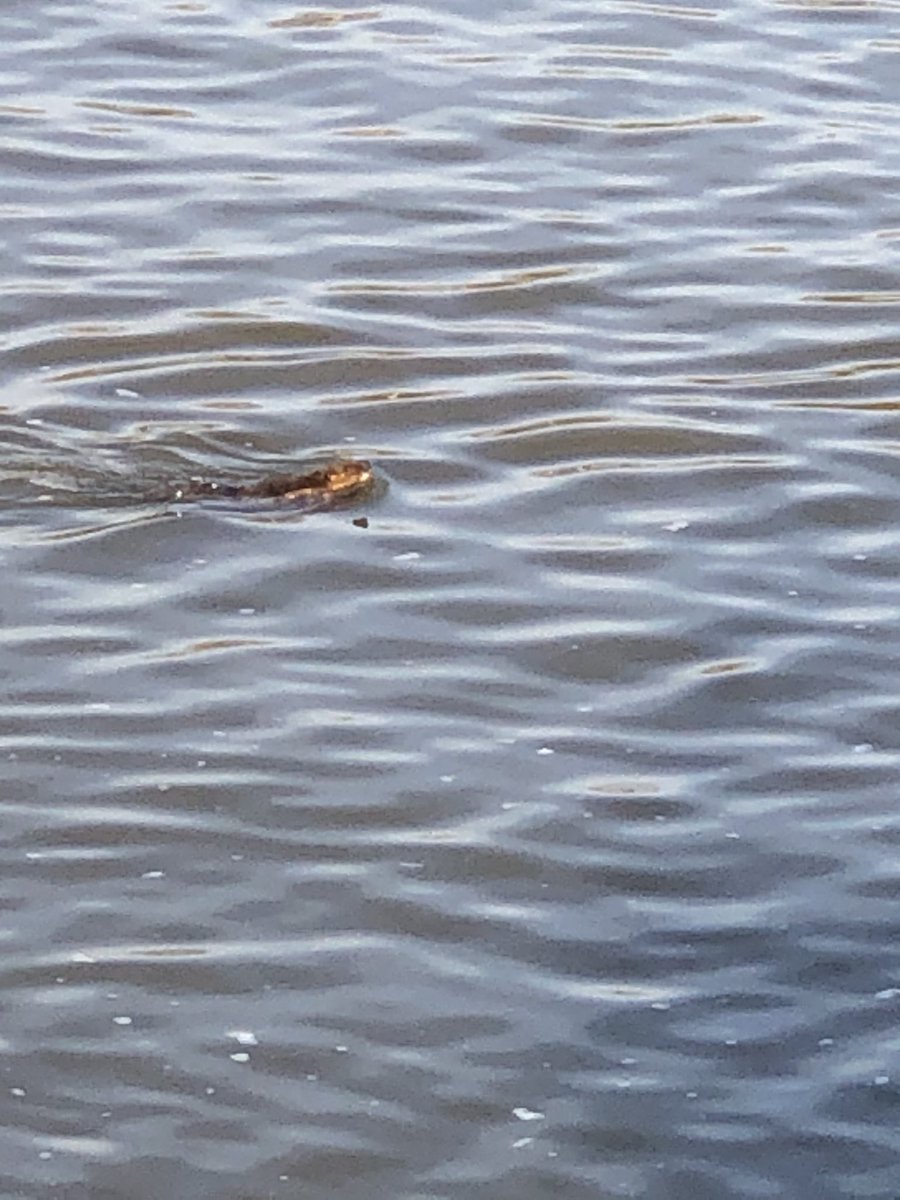 KYFarmboy408's tweet photo. #Beavershot https://t.co/C40Aw5edKc