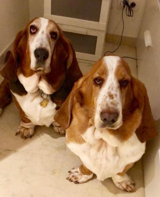 Pro-Sabuesos Asoc. Protectora tweet media