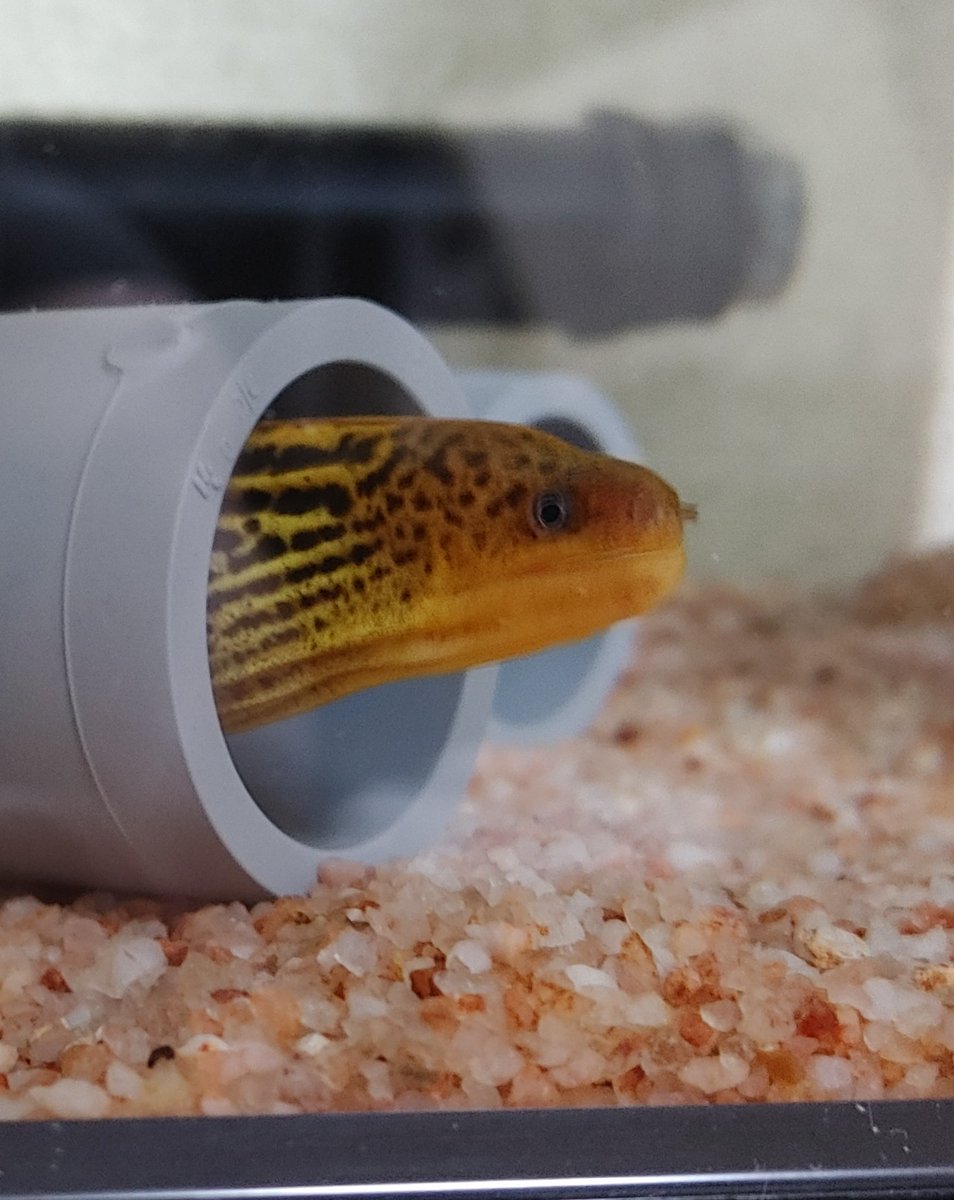 ウツボ ヤマウツボ飼っています かわいいやつです 2回目 ウツボ好きな人と繋がりたい