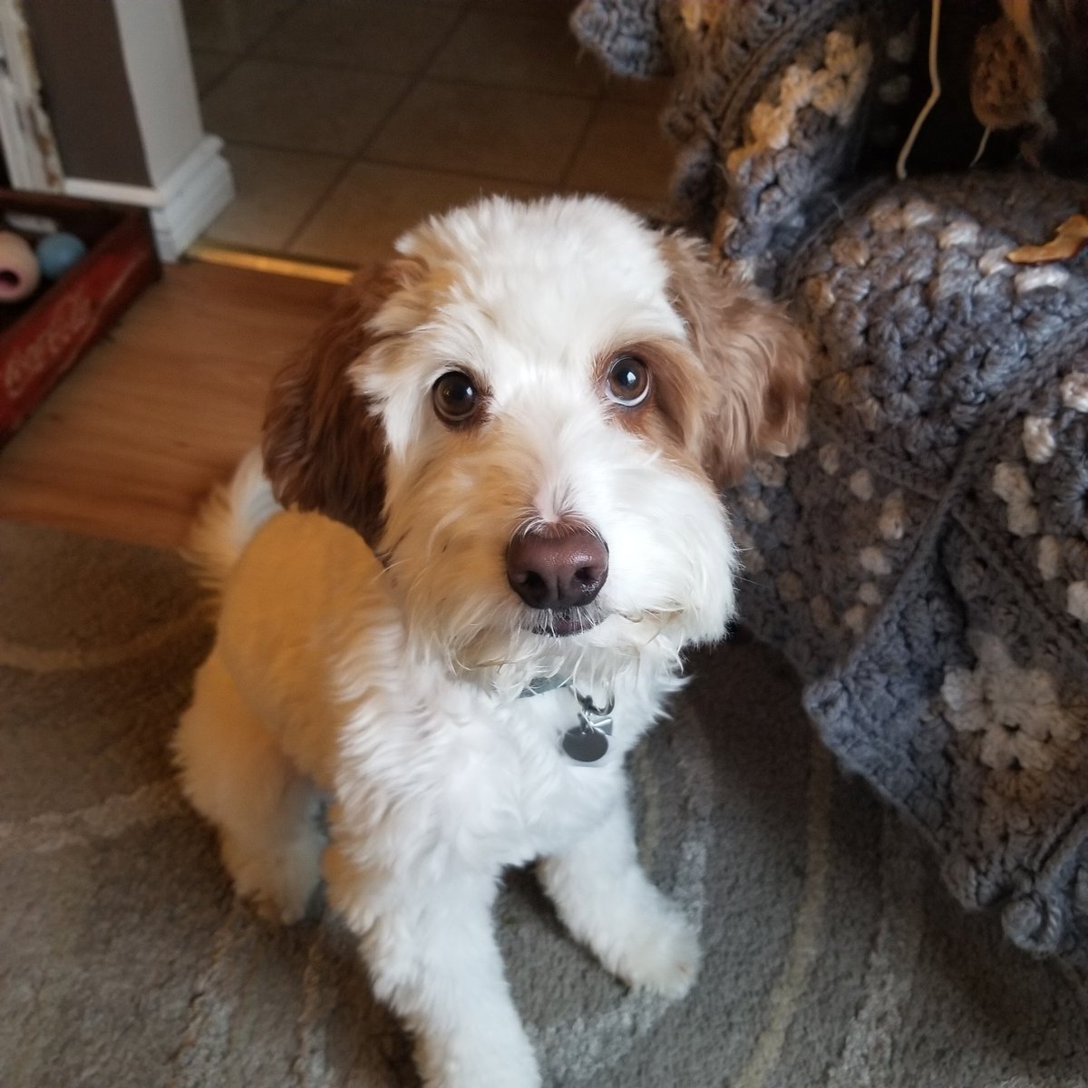 lifeastwo's tweet photo. @emschumacher Labradoodle all the way. https://t.co/SRtTAAhgT9