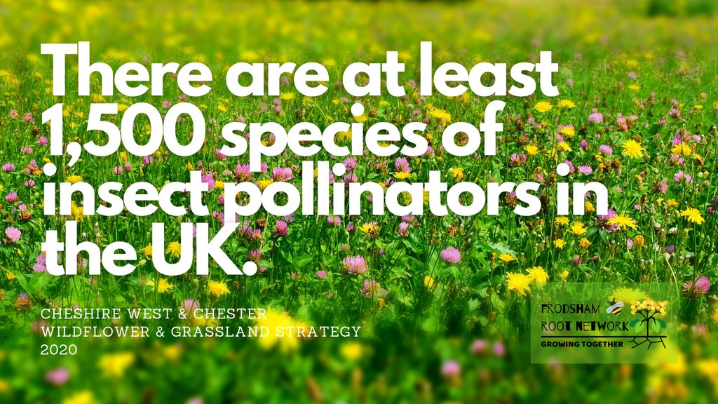 FrodshamRoots's tweet photo. Pollinators need wildflowers and species rich grassland to survive! Have your say on where you think Cheshire West & Chester Council should plant wildflowers and support pollinators >> https://t.co/ufmf9ZSEIw #wildflowerwednesday #frodsham #morebeesplease #pollinatorpower https://t.co/0I7KQr9ogf