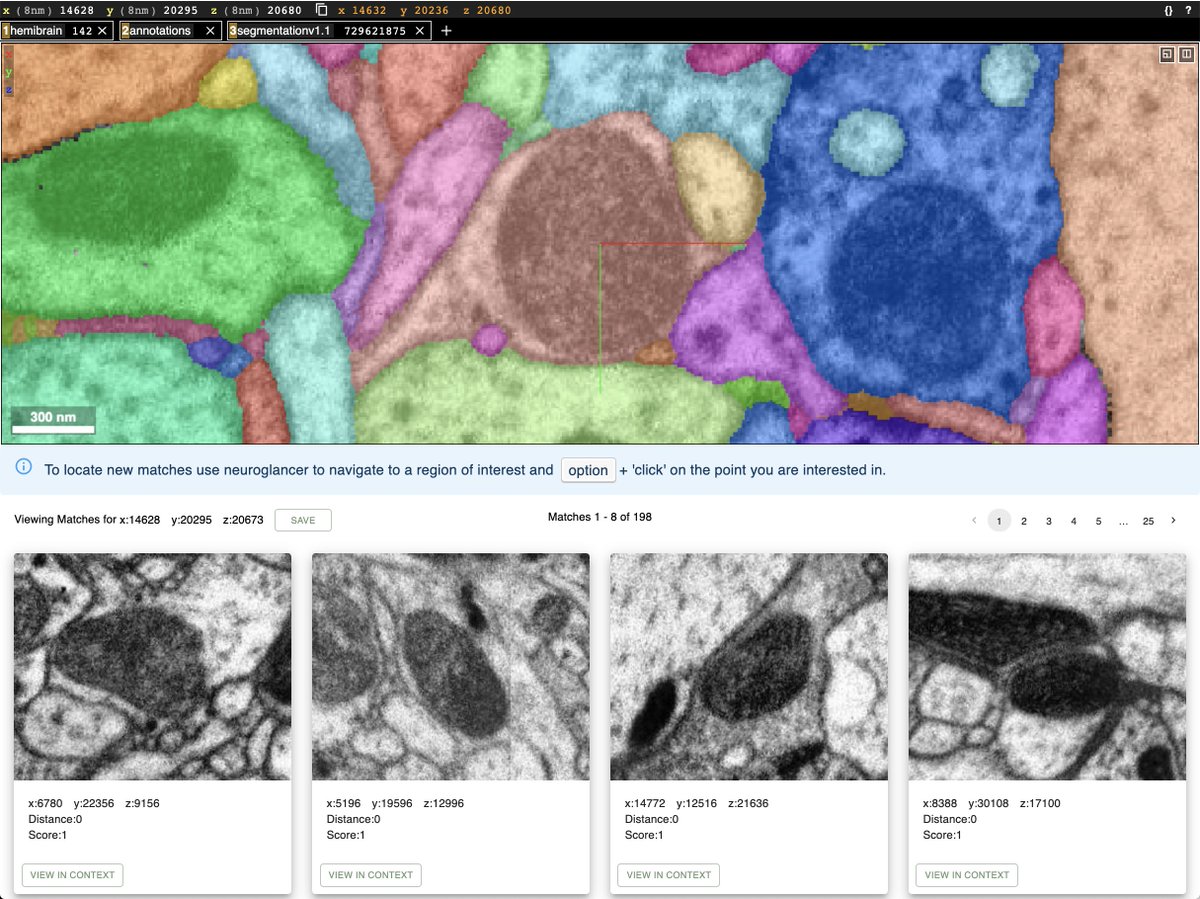 Stephen Plaza (@stephenplaza) on Twitter photo <a href="/janeliaflyem/">Janelia Fly EM</a> and <a href="/garybhuang/">Gary Huang</a> paper introducing an unsupervised deep learning strategy to explore large EM volmes (arxiv.org/abs/2012.12175). Potential applications: clustering, object classification, and image search. Initial public version of image search for #hemibrain soon <a href="/janeliaflyem/">Janelia Fly EM</a> and <a href="/garybhuang/">Gary Huang</a> paper introducing an unsupervised deep learning strategy to explore large EM volmes (arxiv.org/abs/2012.12175). Potential applications: clustering, object classification, and image search. Initial public version of image search for #hemibrain soon