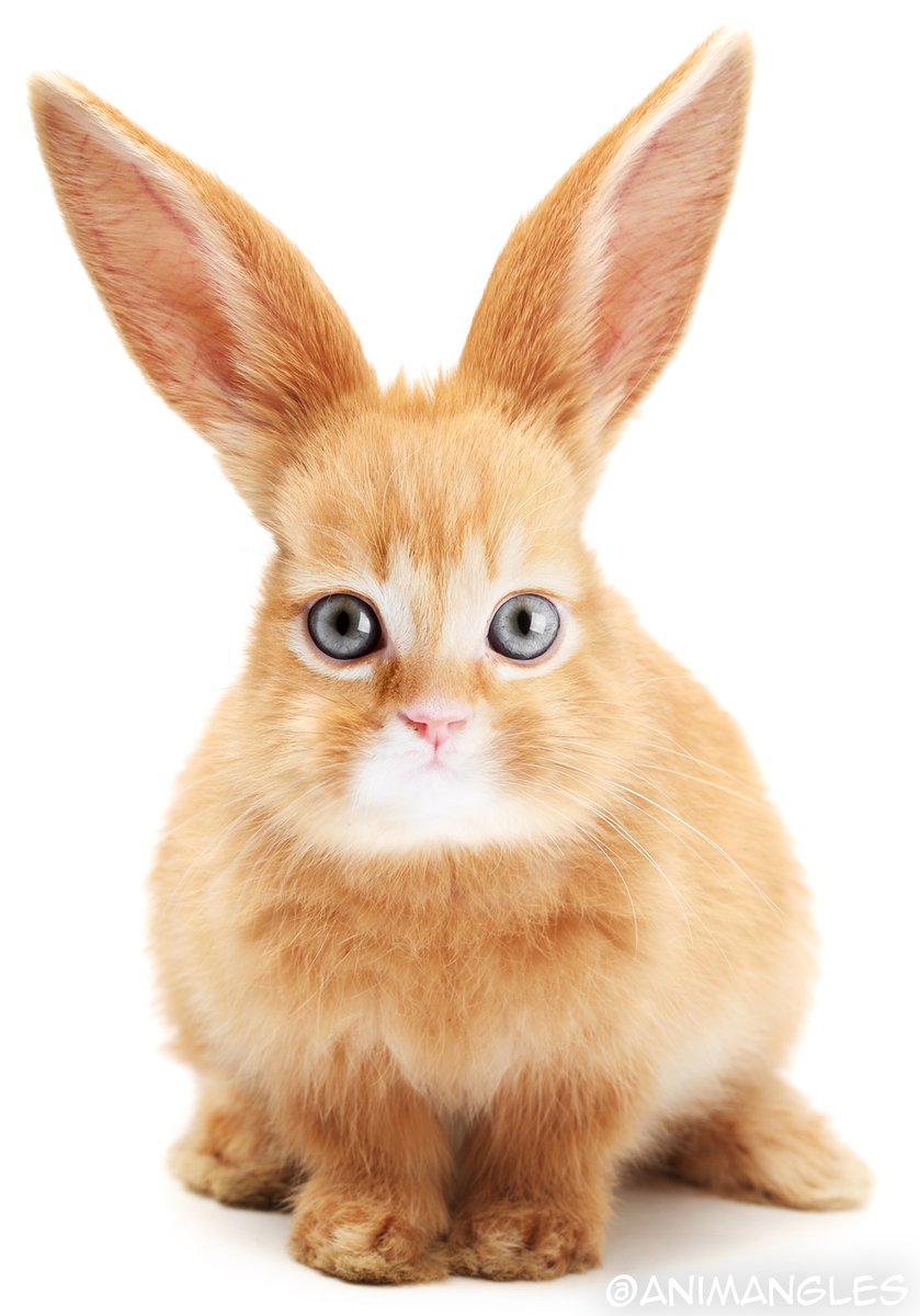 animangles's tweet photo. Meow! https://t.co/Veg3YUdnkz