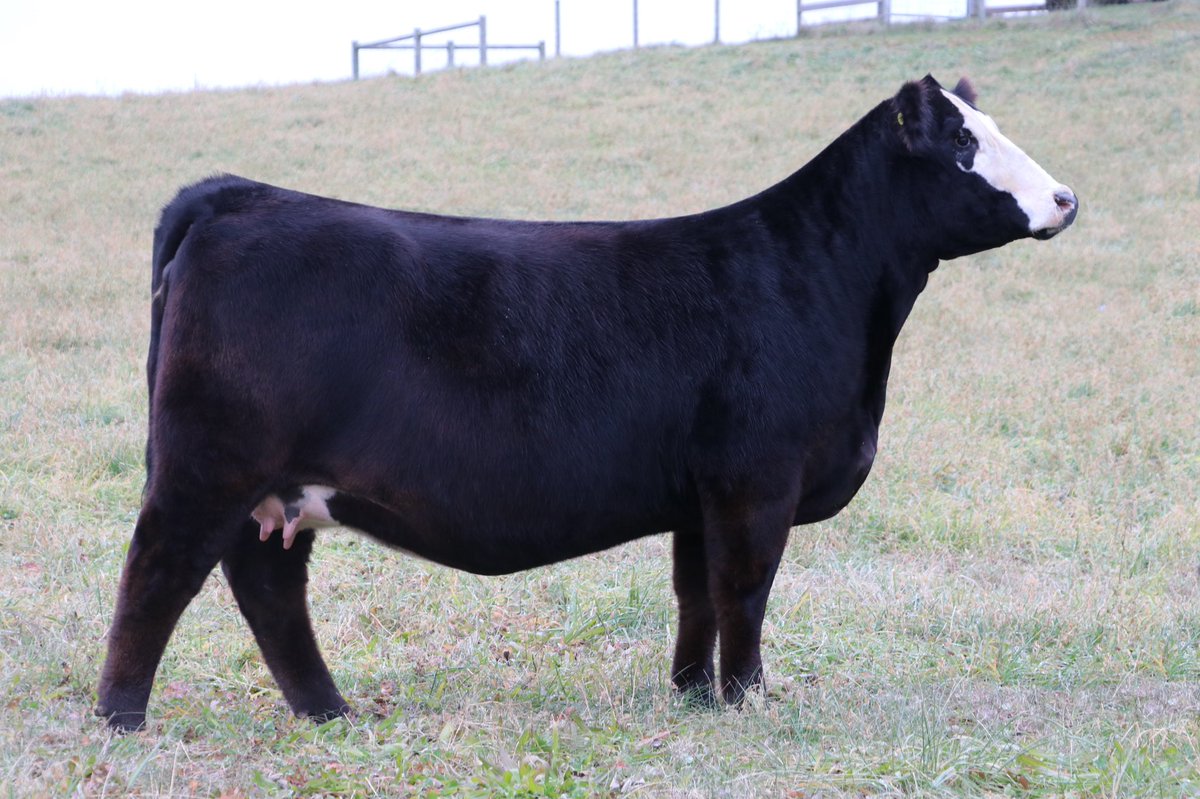 tssc121's tweet photo. Lot X.  Bidding ends tonight.  Selling 1/3 Interest and ownership in TSSC Limitless ( Conley No Limit x Amazing Grace). One of the most unique Halfblood Simmental bulls to hit the market.  https://t.co/iY3zfVAix7 https://t.co/iv2F1YsoQg @TiceNate @ross_helms https://t.co/FTSdztzxyw