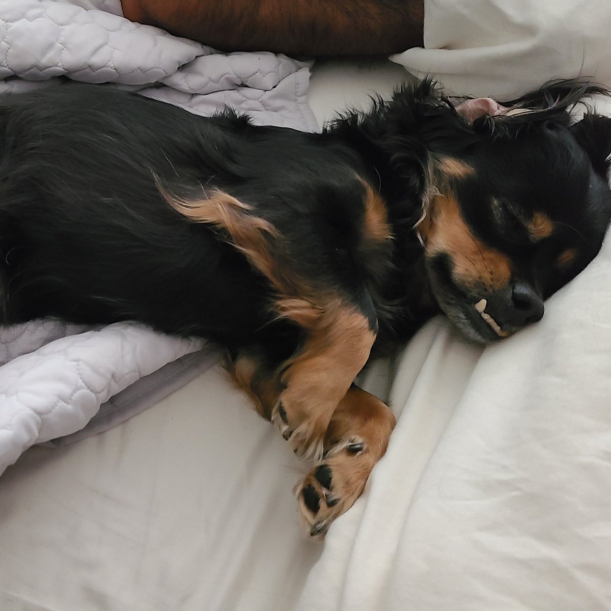 InfoSecPhoenix's tweet photo. @kmcquade3 #DogsOfInfoSec https://t.co/LE0UFJLC0l