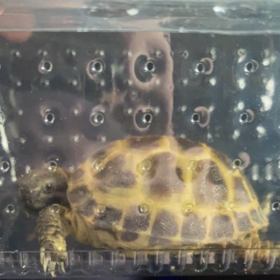 shelly_tortoise's tweet photo. #NewProfilePic https://t.co/6ulefWvH8b
