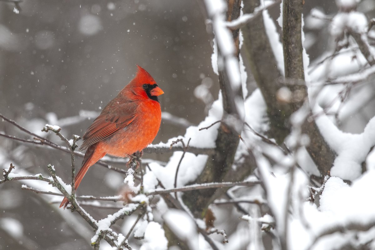 Allinthewild's tweet photo. Winter's Scarlet 
The cardinal is known to represent someone in our lives that we have lost. When we see a cardinal, in the wild, it is said to be a loved one saying hello. #NikonCA #respectnature #mothernature #ontarionature #naturephotography #Canadian #tistheseason https://t.co/YxJEf4qBH4