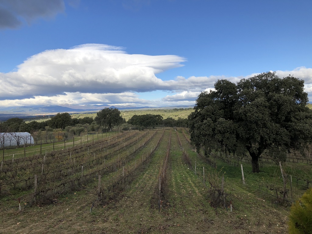 BodegasCartema's tweet photo. Nos encanta compartir con vosotros imágenes de nuestro viñedo, que recién estrenado el ❄️invierno❄️ luce así. https://t.co/ESHeSuf0HS