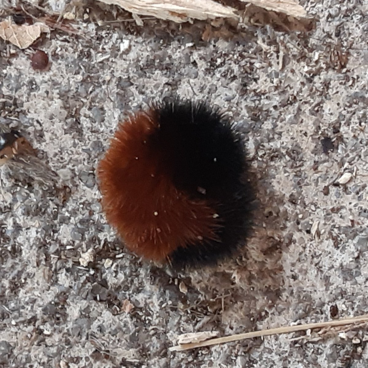 Found this guy when I was bringing firewood in to the farmhouse