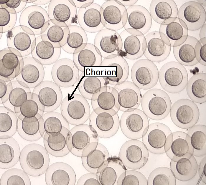 One of the advantages of zebrafish eggs is their availability for microinjection. We can inject mRNA to be translated in the first hours of development as if it were a maternal messenger. We can also inject CRISPR systems. To do this, we first remove the chorion with pronase.