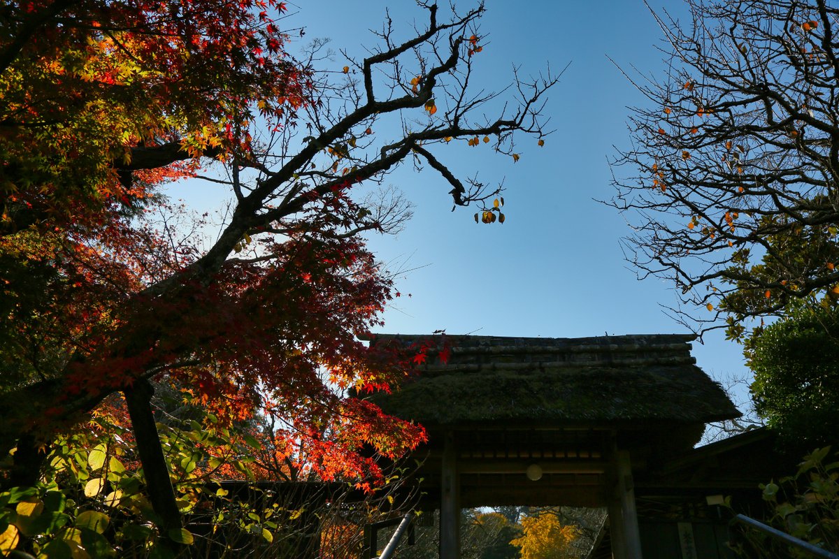 no07t_suzuki's tweet photo. 【今日のOneShot】
東慶寺・秋

※2020.12.6撮

#紅葉 #もみじ #いちょう #銀杏 #東慶寺 
#鎌倉 #北鎌倉 #神奈川 
#autumnleaves
#loves_japan #Kanagawaphotoclub #photo_travelers
#photo_jpn #canon_photos #eos_photo
#my_eos_photo https://t.co/UsRNo51HX1