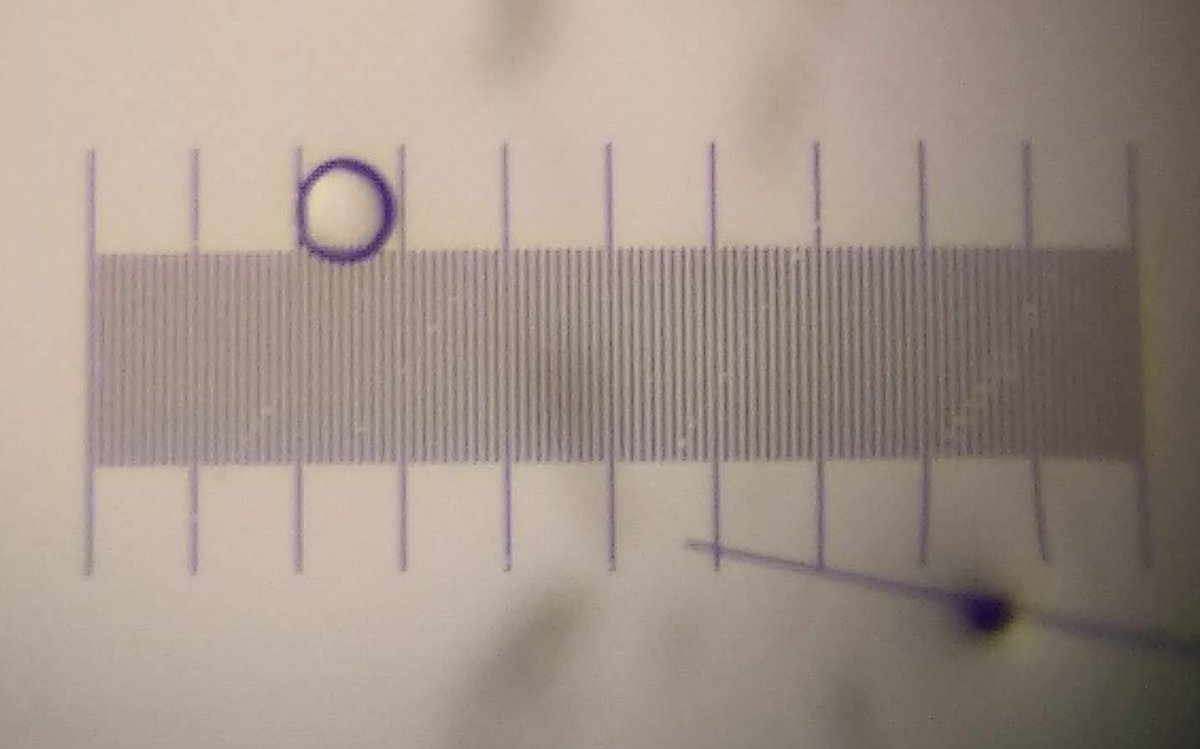 We first need to calibrate the needle for the microinjection. In order to do this, the needle must be cut until a bubble with a size between the two marks is expelled as shown in the picture.