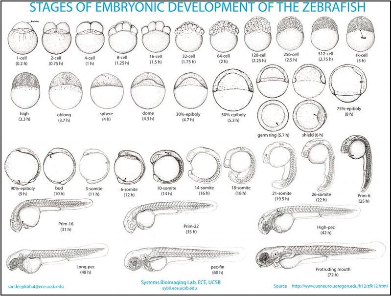 Zebrafish is a well-known model due to its easy study. It has a short life cycle which allow us to obtain information of our experiments within few hours. After one hour from fertilization, the embryo has already 4 cells. In just 72 hours, zebrafish reaches its larval stage.