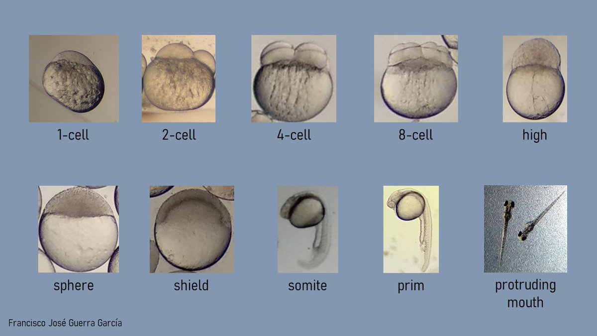 In the pictures below, I show you different embryonic stages I could take in the lab.