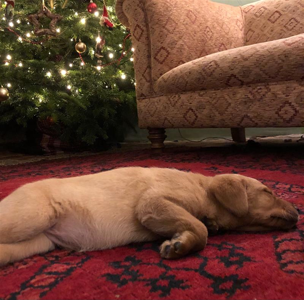 OK. That’s all from us now until 4 Jan. Taking the lead from the School’s new arrival (‘Luna’ the puppy, happy at home with <a href="/SDObjects/">Sandra Dudley</a>), we’re all now heading for some important downtime. Take care everyone. With best wishes from all of us at the School of Museum Studies. x