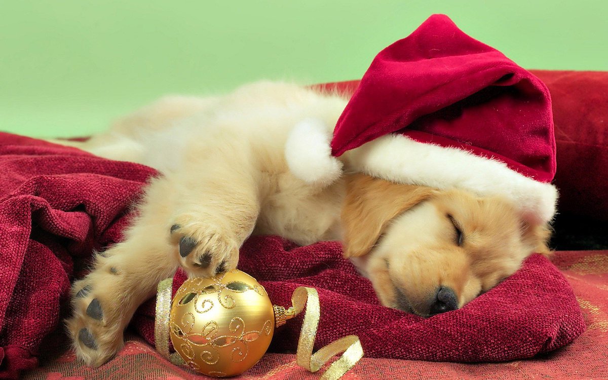 PhydeauxPets's tweet photo. We will be closing early on Christmas Eve, Thursday, December 24th at 4 pm at all Phydeaux locations and be closed on Christmas Day. We will reopen at our normal business hours on Saturday, December 26th at 10 am. We hope everyone has a safe and wonderful holiday! https://t.co/QUBbpio0IX