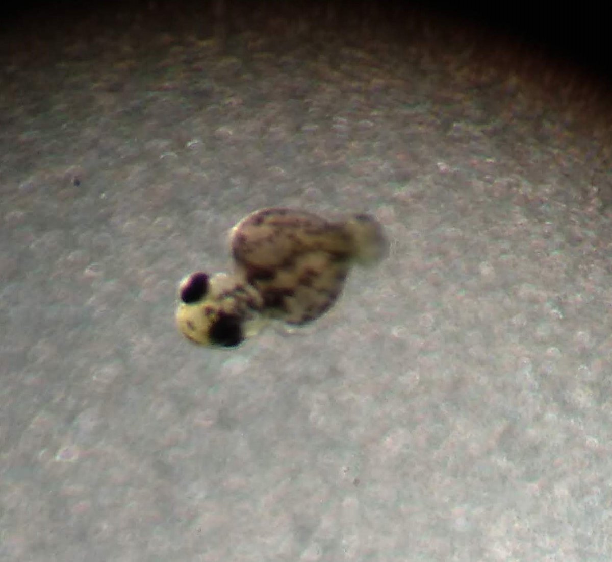 For example, we could introduce Cas13d mRNA plus a gRNA specific for a mRNA involved in tail formation (tbxta gene). The Cas13d protein will be traduced and paired with the gRNA. Then the tbxta mRNA will be depleted and a no-tail fenotype will be observed. WT left, NTL right.