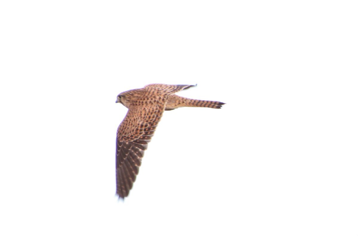 Velociraptor500's tweet photo. #365DaysWild #KC2020
Day 358: Kestrels are a common sight around the local lanes using trees in the hedgerows and power lines where these are not available to scour the undergrowth for prey items. https://t.co/IwpJqNP7v5