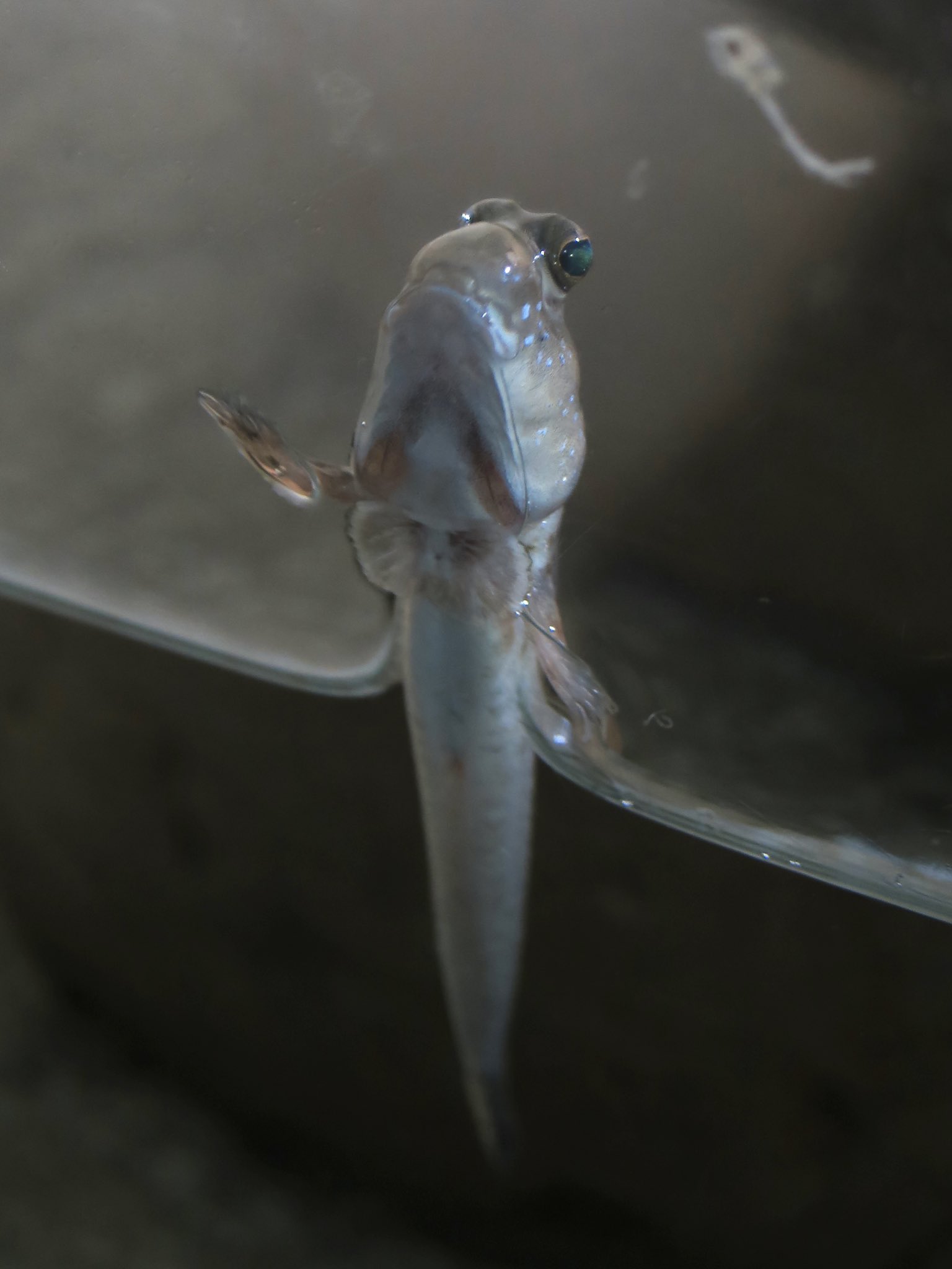 ট ইট র あやたむ かわいすぎるミナミトビハゼ 竹島水族館 上皇陛下のお誕生日なのでハゼの画像を貼る このタグ見るとかわいいハゼ 達に出会えて幸せやし 何よりハゼの多様性よ T Co Ylifcqlj3w ট ইট র
