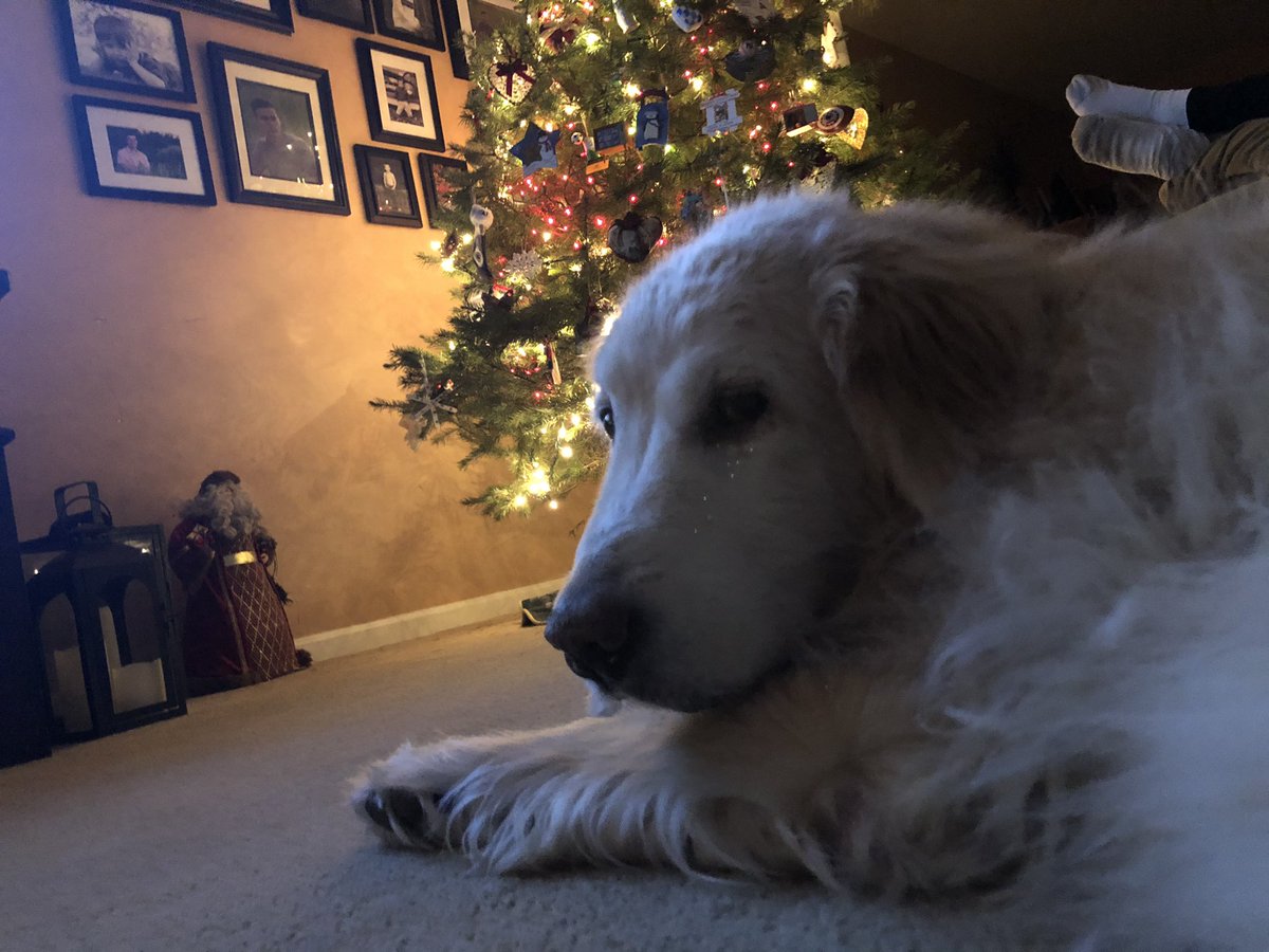 Happiness is a happy dog!  Merry Christmas and happy holidays to all!