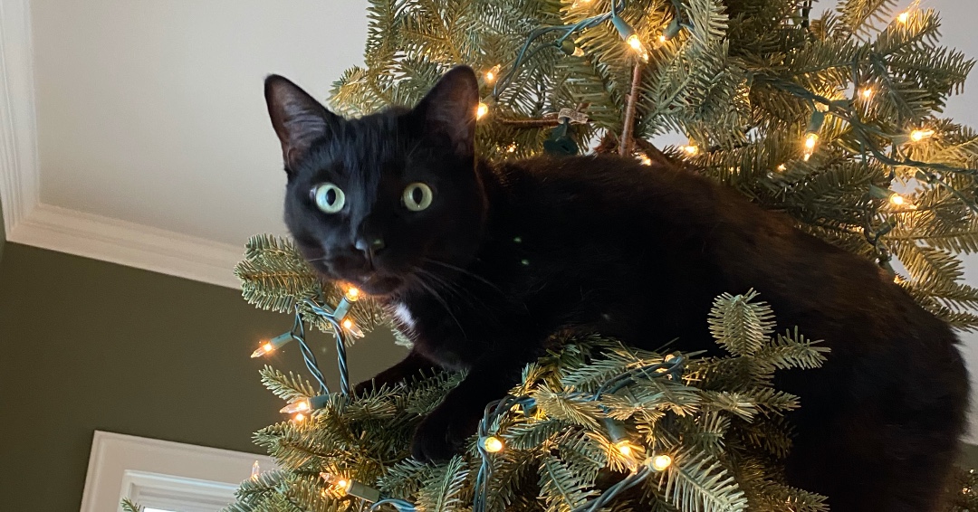 KenDortzbach's tweet photo. Holiday tip:  don't let your cat help decorate the Christmas tree!
.
.
#CatsandChristmas #ChristmasCats #Kittens #ChristmasCatsofIG #ChristmasTreesandCats https://t.co/2lrbQwJqXC