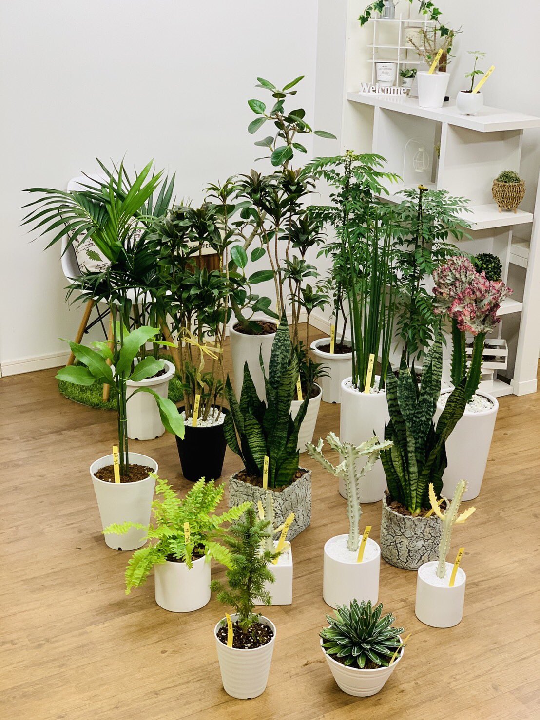観葉植物のお店 E Ran 12月16日入荷の植物達です ง ง 月下美人 カレーの木 ベンガレンシス キングマハラジャ パープルコンパクタ サンスベリアゼラニカ ボストンファン 斑入り サンスベリアバキュラリス ケンチャヤシ Etc 観葉植物専門店 E Ran 観葉植物のお店 E Ran 12月16日入荷の植物達です ง ง 月下美人 カレーの木 ベンガレンシス キングマハラジャ パープルコンパクタ サンスベリアゼラニカ ボストンファン 斑入り サンスベリアバキュラリス ケンチャヤシ Etc 観葉植物専門店 E Ran