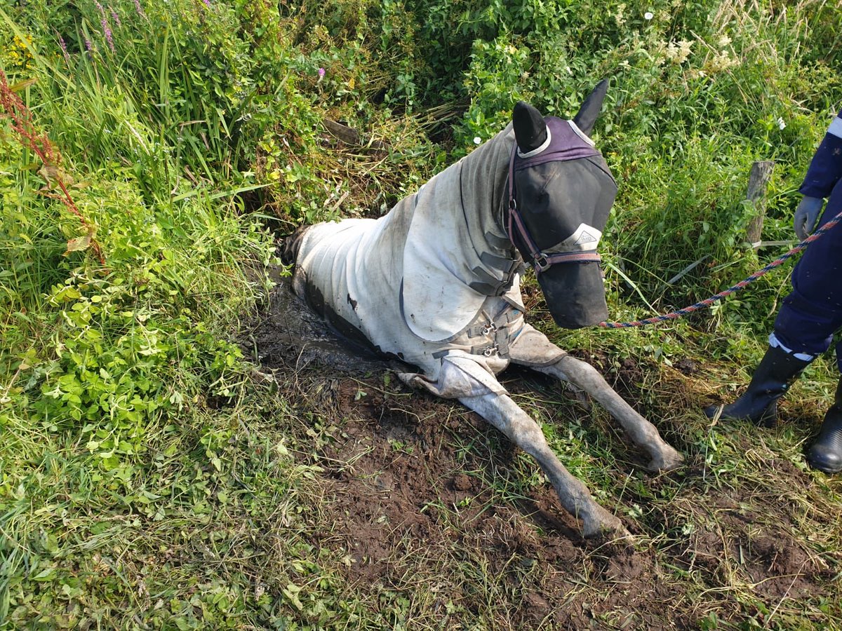 HantsIOW_fire's tweet photo. ποΈ| Next up in our #YearInTweets is July!
π΄ Romie the horse was saved by our Animal Rescue Team
π₯ Multiple fire crews attended a thatch fire in #Thruxton
π
WM Kevin Morrison won a @BBCRadioSolent Community Hero Award
Read more > https://t.co/KincX0U7WW https://t.co/Tz7QdPD1AB
