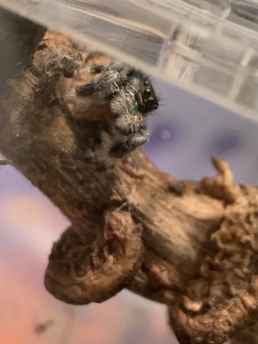 Meet Uma our new jumping spider!! This little lady is probably one of the cutest spiders we have at TTR but she’s also one of the hardest to spot at around 6mm right now!