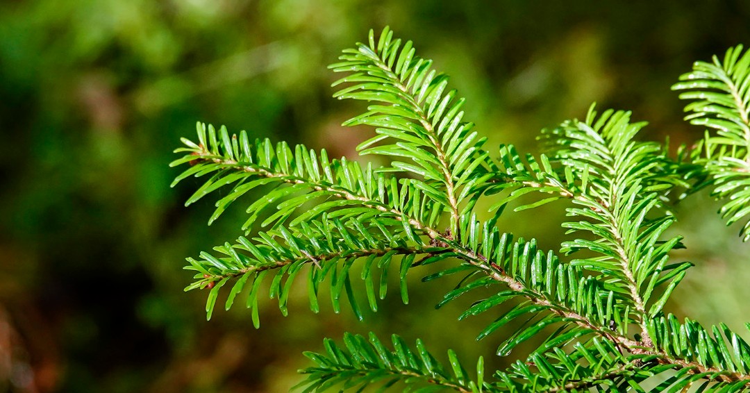 theADKX's tweet photo. Tis the season to learn all about Adirondack balsam traditions! Check out our 2 part podcast all about the iconic Adirondack conifer here: https://t.co/AAVEpiTcel
#theADKX
#ADKX-traCredit
#BalsamTraditions https://t.co/gQU5t4OgrF