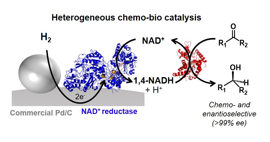HydRegen Limited (@hydregen_oxford) on Twitter photo Reporting our exciting Chemo-Bio catalysts up on <a href="/ChemRxiv/">ChemRxiv</a>! Expanding our heterogeneous H2-driven NADH recycling portfolio using Pd/C in a new way for #asymmetric #hydrogenation.
<a href="/OxfordChemistry/">Oxford Chemistry</a> +
<a href="/OxfordMaterials/">Oxford Materials</a>
collab w/
<a href="/NicoleGrobert/">Nicole Grobert</a> <a href="/ceren_zor/">Ceren Zor</a>
chemrxiv.org/articles/prepr⦠Reporting our exciting Chemo-Bio catalysts up on <a href="/ChemRxiv/">ChemRxiv</a>! Expanding our heterogeneous H2-driven NADH recycling portfolio using Pd/C in a new way for #asymmetric #hydrogenation.
<a href="/OxfordChemistry/">Oxford Chemistry</a> +
<a href="/OxfordMaterials/">Oxford Materials</a>
collab w/
<a href="/NicoleGrobert/">Nicole Grobert</a> <a href="/ceren_zor/">Ceren Zor</a>
chemrxiv.org/articles/preprā¦