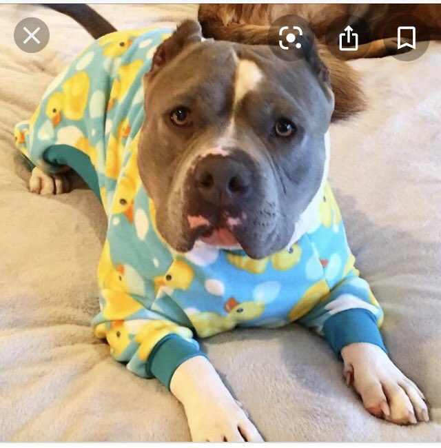 k9kerri's tweet photo. @1a pit bulls in pajamas!  Photo from Reddit. https://t.co/Vm6GAftWtN
