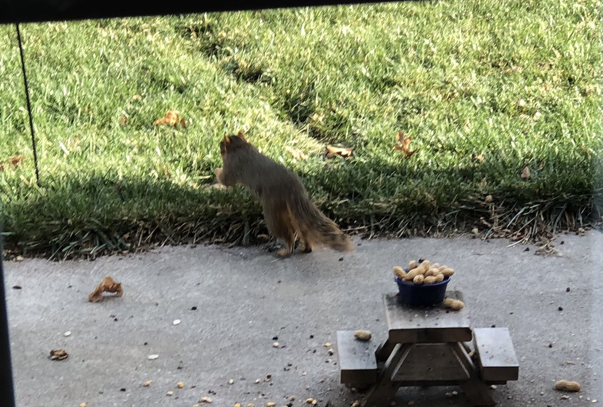 victorialdugger's tweet photo. Vacation: I had such plans for the day, but Wednesday is quickly devolving into a squirrel-watching, newspaper-reading, coffee-drinking day. #NotSorry #SquirrelTable🐿 https://t.co/FiEEWQGlQE