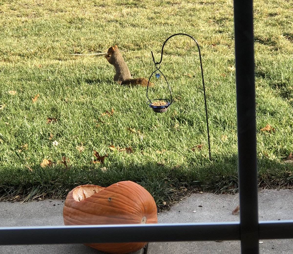 victorialdugger's tweet photo. Vacation: I had such plans for the day, but Wednesday is quickly devolving into a squirrel-watching, newspaper-reading, coffee-drinking day. #NotSorry #SquirrelTable🐿 https://t.co/FiEEWQGlQE