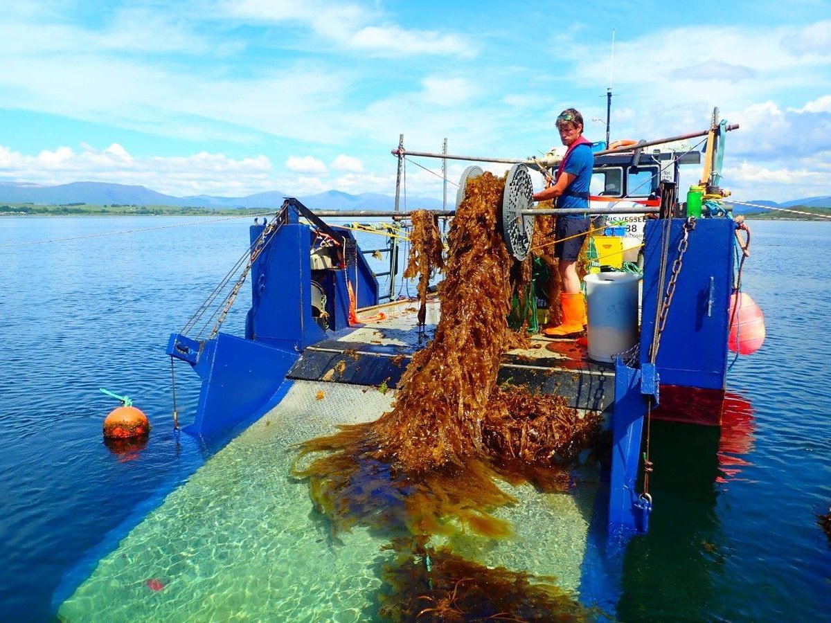 WEFUpLink's tweet photo. We sat down with UpLink innovator and Oceanium CEO/Co-Founder, @KScofieldSeal, for her thoughts on how seaweed can change the world.
🌿 Find out what she had to say: https://t.co/NiOjWcoF4Z #UpLinkOcean #TechForGood https://t.co/FOlAQMjJRj