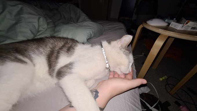 Its 2 am but he gotta be patted right fucking now https://t.co/yJ2hsHaBKY