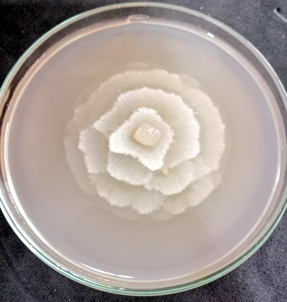 Cada vez más enamorada de lo que hago 🤩🤩🤩 #PlantPathology